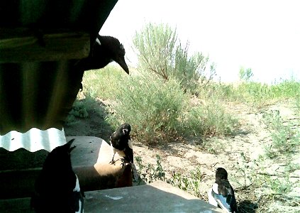 Three critter cams were set up in the Juniper Dunes Wilderness Area in eastern Washington from June 24 until Aug. 18, 2015. While many species came to check out the water stations we did have some ham