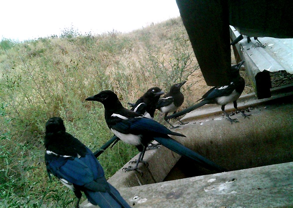 Three critter cams were set up in the Juniper Dunes Wilderness Area in eastern Washington from June 24 until Aug. 18, 2015. While many species came to check out the water stations we did have some ham