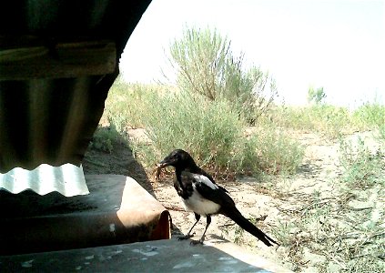 Three critter cams were set up in the Juniper Dunes Wilderness Area in eastern Washington from June 24 until Aug. 18, 2015. While many species came to check out the water stations we did have some ham