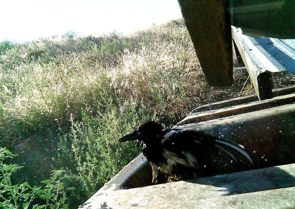 Three critter cams were set up in the Juniper Dunes Wilderness Area in eastern Washington from June 24 until Aug. 18, 2015. While many species came to check out the water stations we did have some ham