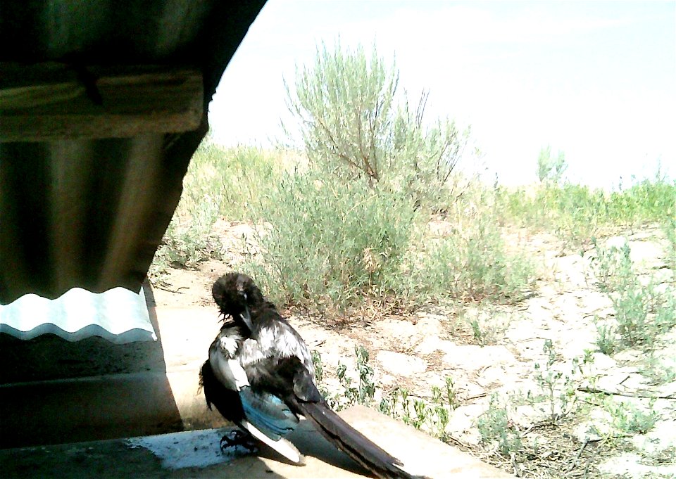 Three critter cams were set up in the Juniper Dunes Wilderness Area in eastern Washington from June 24 until Aug. 18, 2015. While many species came to check out the water stations we did have some ham