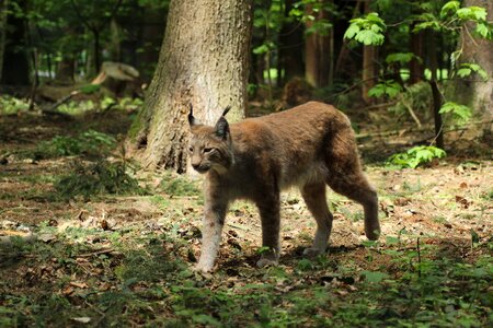 Animal world tree lynx photo