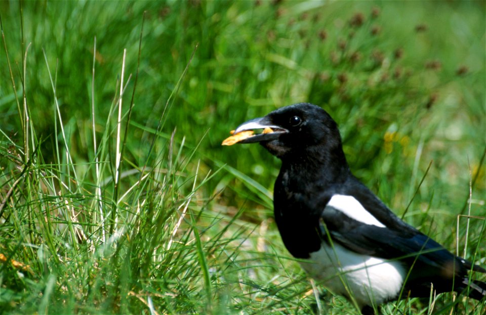 Magpie with food in beak.