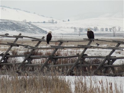 A pair of magpies and pair of bald eagles create a nice composition on a buck and rail fence. Credit: USFWS / Katrina Krebs, National Elk Refuge winter naturalist photo