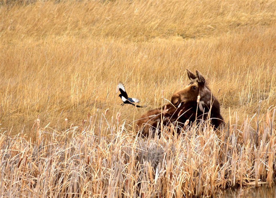 Photo: Tom Koerner/USFWS photo