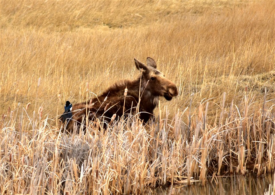 Photo: Tom Koerner/USFWS