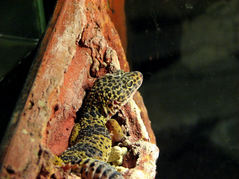 An adult male of the Leopard gecko