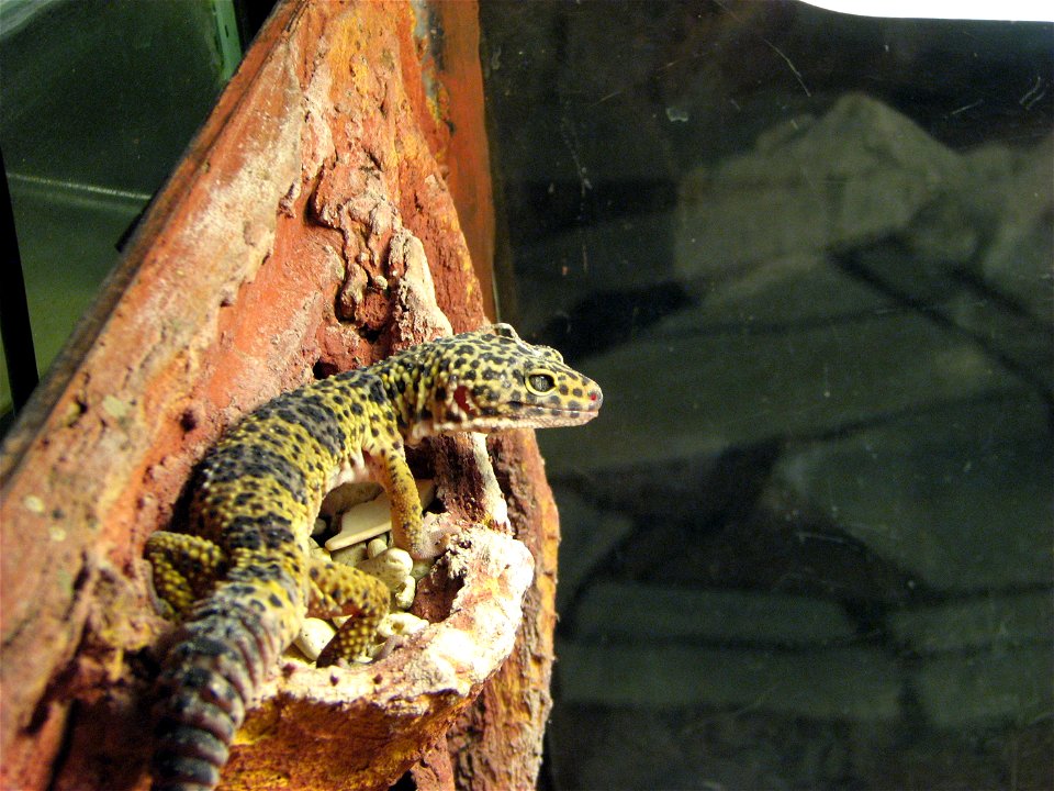 An adult male of the Leopard gecko