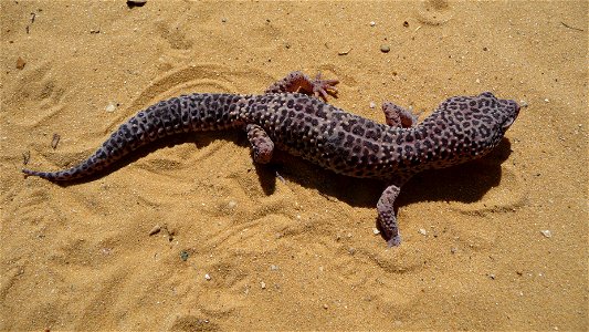 Leopard gecko (Eublepharis macularius)