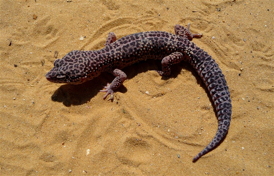 Leopard gecko (Eublepharis macularius)