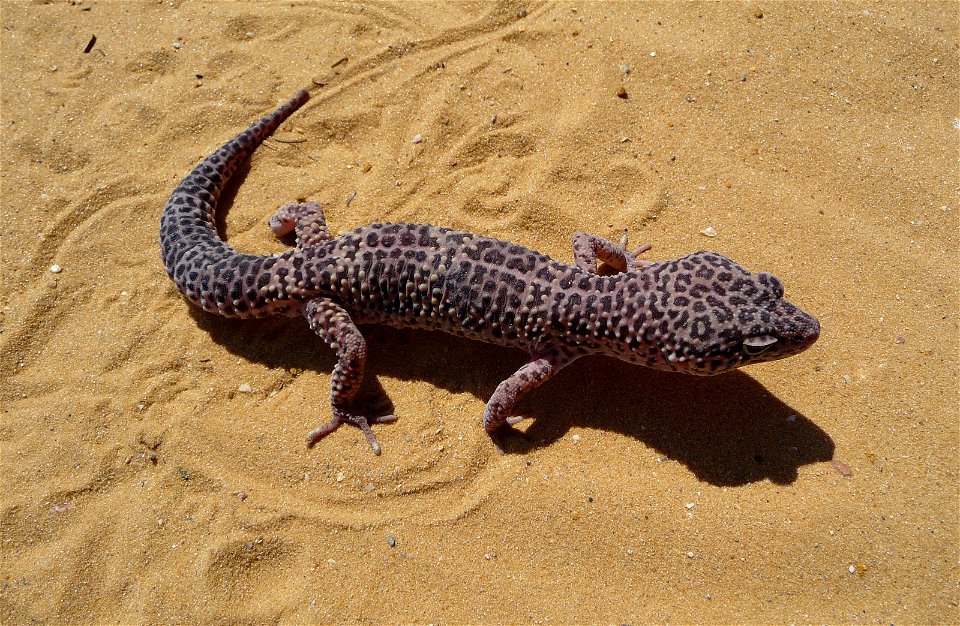 Leopard gecko (Eublepharis macularius)