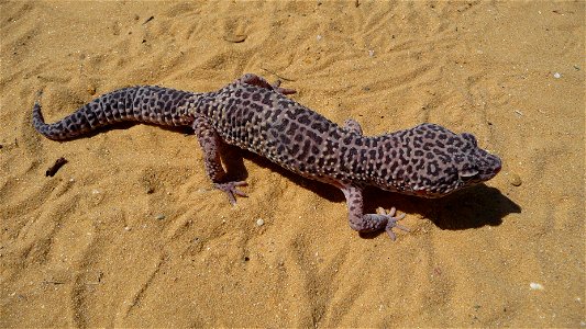 Leopard gecko (Eublepharis macularius)