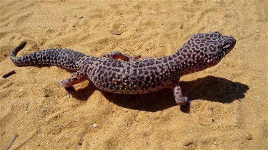 Leopard gecko (Eublepharis macularius)
