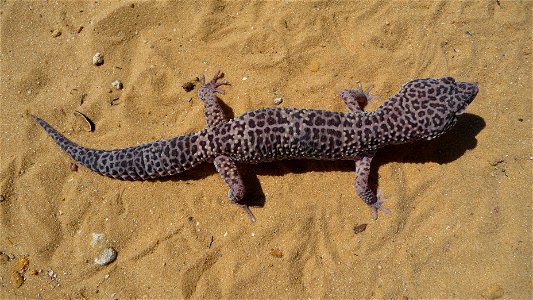 Leopard gecko (Eublepharis macularius)