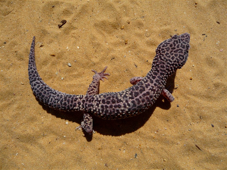 Leopard gecko (Eublepharis macularius)