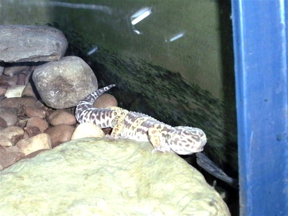 Eublepharis macularius