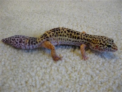 A Leopard Gecko with a tail that fell off and grew back. photo