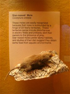 Condylura cristata. Exhibit Museum of Natural History, University of Michigan, 1109 Geddes Avenue, Ann Arbor, Michigan, USA.