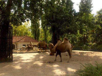 ARTIS , the zoo, Amsterdam, 2006 (Photo by Persian Dutch Network)