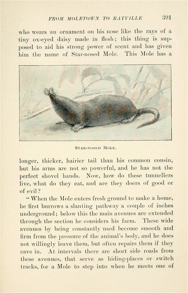 Four-footed Americans and their kin /  by Mabel Osgood Wright ; edited by Frank M. Chapman ; illustrated by Ernest Seton Thompson.