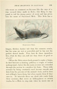 Four-footed Americans and their kin /  by Mabel Osgood Wright ; edited by Frank M. Chapman ; illustrated by Ernest Seton Thompson.