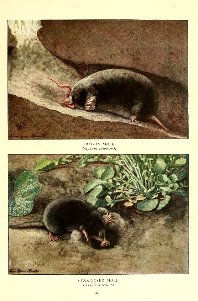 OREGON MOLE 
Scapanus ton.vnsendi 
Si AR-NOSED MOLE 
Condylura cristata 

563