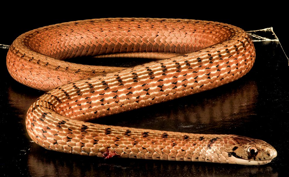 Roadkilled Brown Snake, Storeria dekayi, on side of road in Beltsville, Maryland
