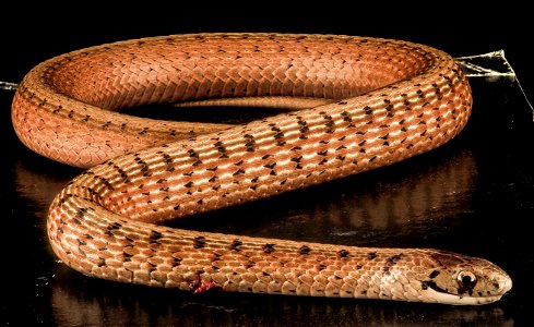 Roadkilled Brown Snake, Storeria dekayi, on side of road in Beltsville, Maryland
