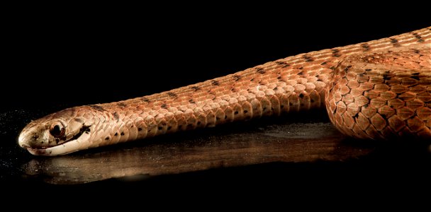 Roadkilled Brown Snake, Storeria dekayi, on side of road in Beltsville, Maryland