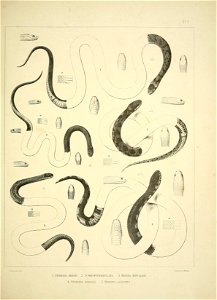 PI 
l.stoheria dekay1. 2. s. occdpitomacuiata. 3. re gin a jsirtlakdi, 
4-. Storeria lineata, 5. Hydrops abacurits. 

PnnledliyAMuscl