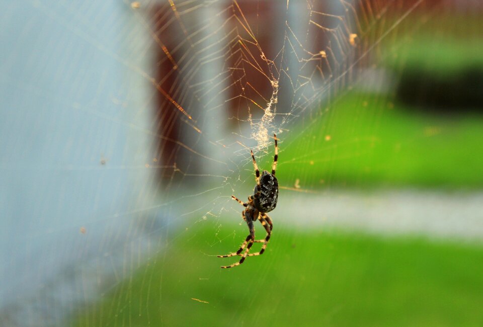 Cobweb insect phobia