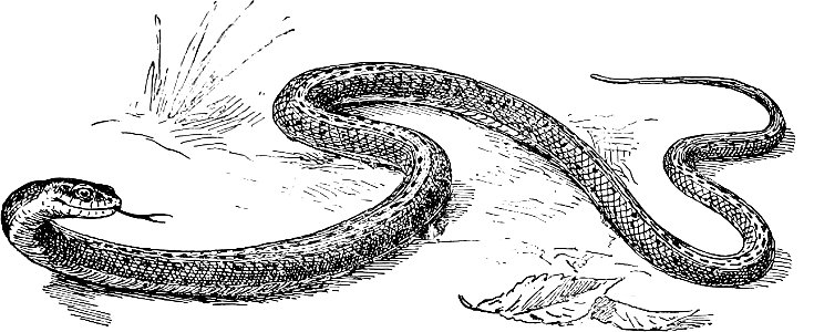 De Kay′s Snake from The turtles, snakes, frogs and other reptiles and amphibians of New England and the north
