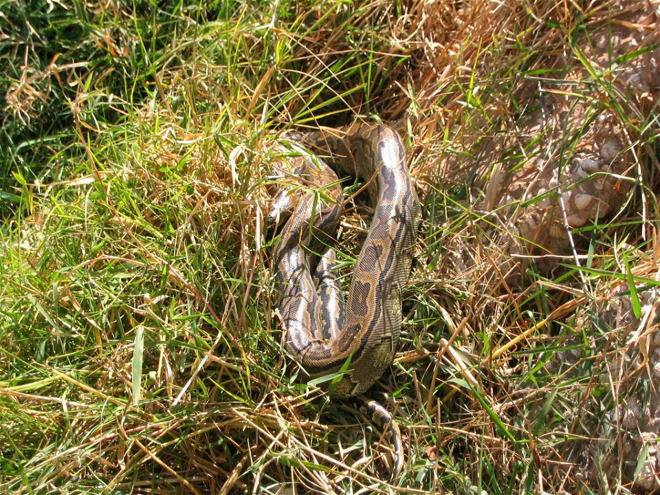 Python au Parc National du Djoudj (Sénégal)