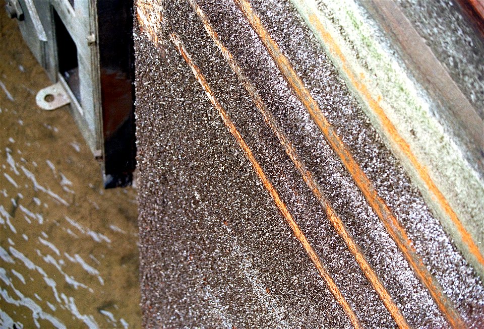 Zebra mussel infestation on the walls of Arthur V. Ormond Lock on the Arkansas River near Morrilton, Arkansas, USA. The zebra mussels are an invasive species in North America and have caused significa
