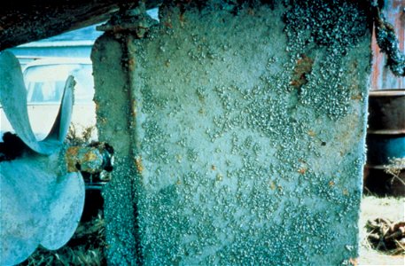 Image title: Zebra mussels dreissena polymorpha small freshwater mussel on rudder
Image from Public domain images website, http://www.public-domain-image.com/full-image/fauna-animals-public-domain-ima
