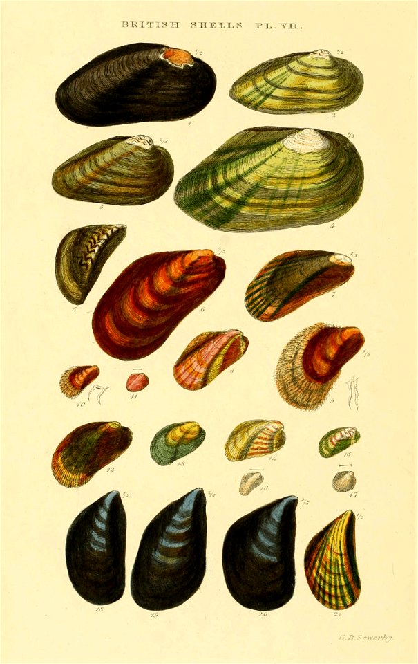 Illustrated Index of British Shells. Plate VII.

1
Unio margaritiferus
Margaritifera margaritifera
2
Unio pictorum
Unio pictorum
3
Unio tumidus
Unio tumidus
4
Anodonta cygnea
Anodonta cygnea
5
Dreissi