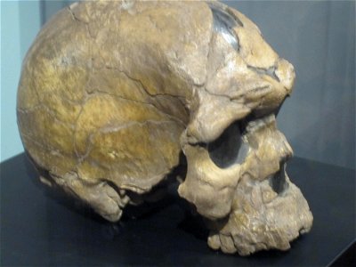 Herto skull, Homo sapiens idaltu photo
