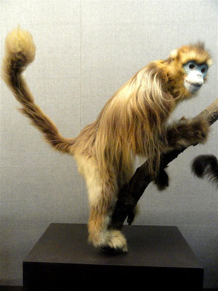 Taxidermy exhibit in the Kunming Natural History Museum of Zoology (昆明动物博物馆), Kunming, Yunnan, China.