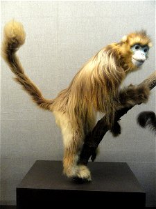 Taxidermy exhibit in the Kunming Natural History Museum of Zoology (昆明动物博物馆), Kunming, Yunnan, China.