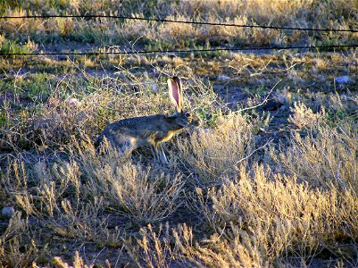Big Bend National Park
Description  A rabbit in Big Bend National Park. Sometimes considered "three parks in one," Big Bend includes mountain, desert, and river environments. An hour’s drive can take 