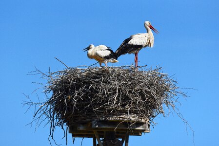 Animal nest stork nest photo