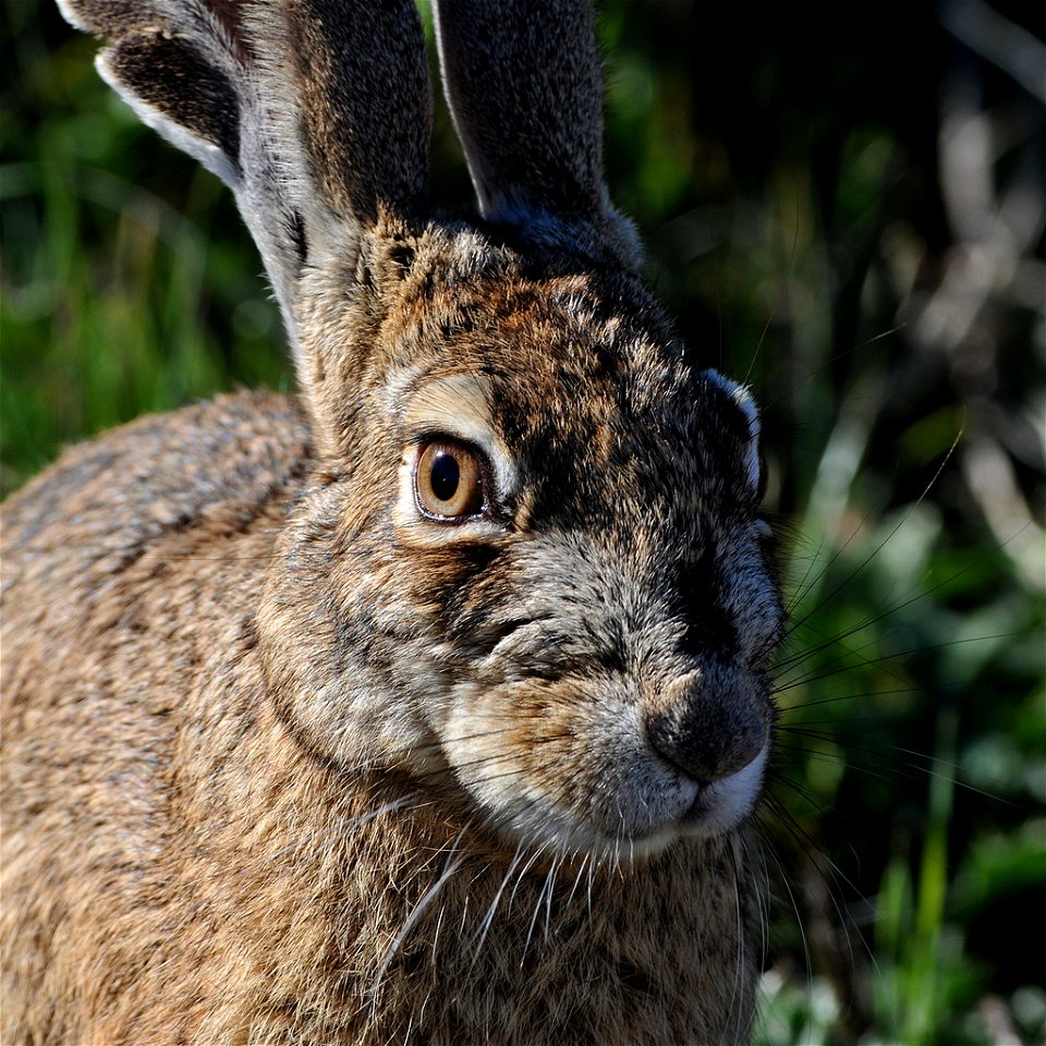Sacramento National Wildlife Refuge, CA 

Photo: Matt Knoth, Creative Commons