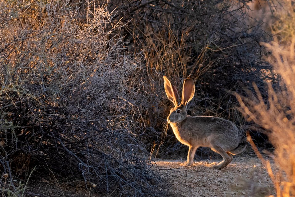 NPS / Alessandra Puig-Santana

alt text: A black-tailed jackrabbit glows from the sunlight surrounded by desert vegetation.
