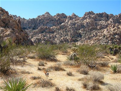 Mammals of Joshua Tree National Park: Black-tailed jackrabbit (Lepus californicus); Indian Cove