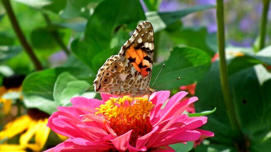 Nature flower macro