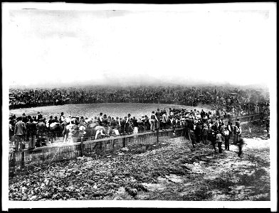 Jackrabbits captured in corral in a rabbit drive, ca.1900 Photograph of thousands of jack rabbits captured in a large corral in a rabbit drive, ca.1900. Hundreds of people crowd around the corral look photo
