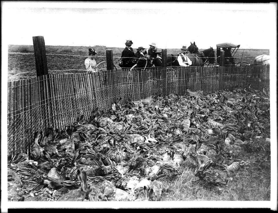 Jackrabbits captured in corral in rabbit drive, ca.1900
Photograph of six people looking into a corral filled with jack rabbits captured in corral in rabbit drive, ca.1900. There are two horse-drawn c