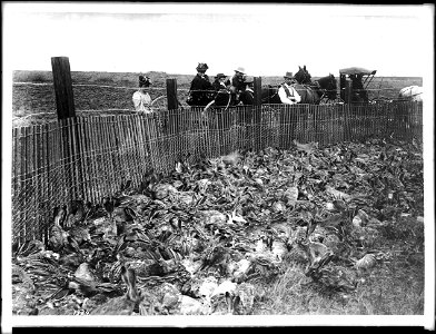 Jackrabbits captured in corral in rabbit drive, ca.1900 Photograph of six people looking into a corral filled with jack rabbits captured in corral in rabbit drive, ca.1900. There are two horse-drawn c photo