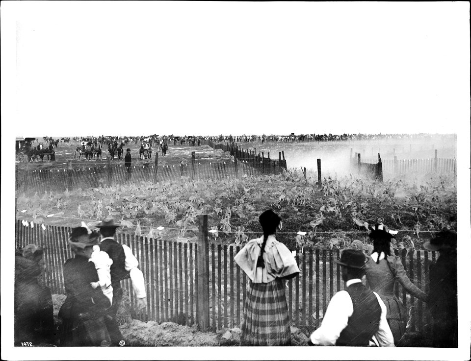 Jackrabbits entering corral in a rabbit drive, ca.1892-1900
Photograph of thousands of jackrabbits entering corral in a rabbit drive, ca.1892-1900. Dust rises from their frantic running. Hundreds of s