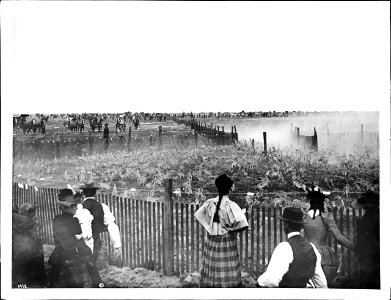 Jackrabbits entering corral in a rabbit drive, ca.1892-1900 Photograph of thousands of jackrabbits entering corral in a rabbit drive, ca.1892-1900. Dust rises from their frantic running. Hundreds of s photo
